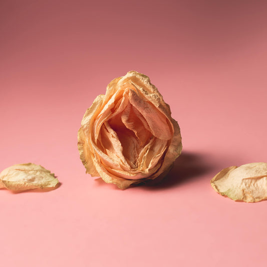 Verwelkte Rosenblüte vor pinkem Hintergrund, die Scheidentrockenheit symbolisiert