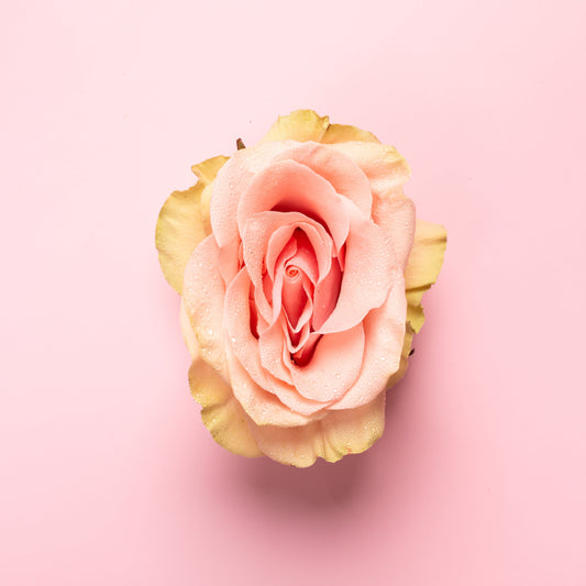 Darstellung einer Rose von oben, die eine Vagina repräsentieren soll